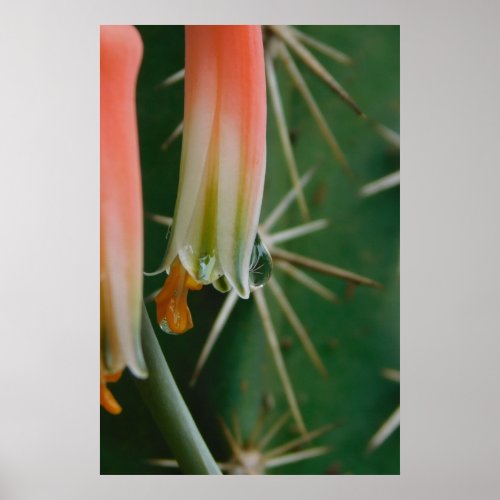 Dew on Aloe Bloom  Poster