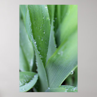 Dew on Blades of Grass Poster