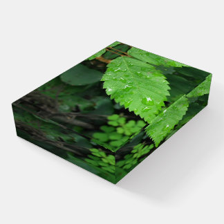 Dew on Green Leaf Paperweight