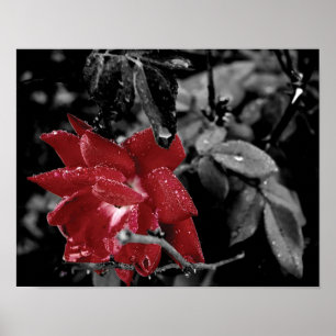 Dew on Red Rose color splash photo Poster