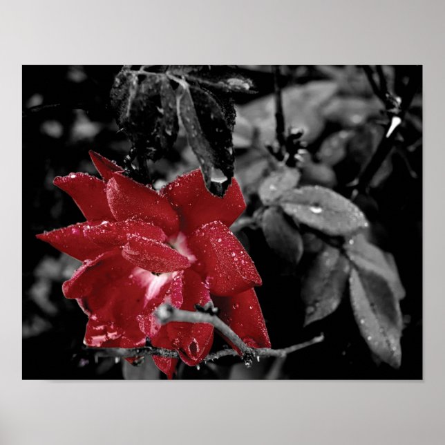 Dew on Red Rose color splash photo Poster (Front)