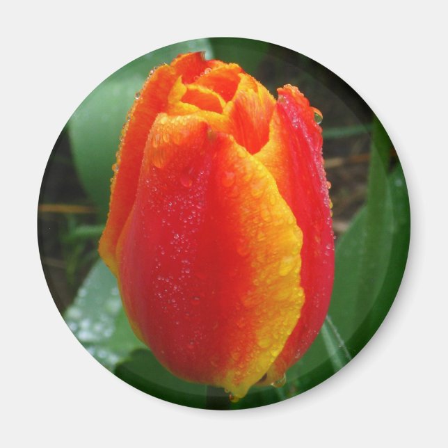Dew on the Tulip Magnet (Front)