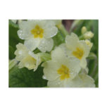 Dew on White and Yellow Primrose Postcard