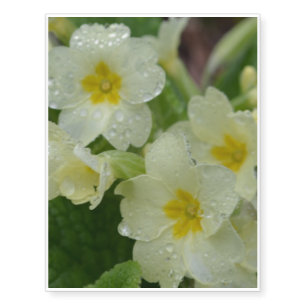 Dew on White and Yellow Primrose Temporary Tattoos