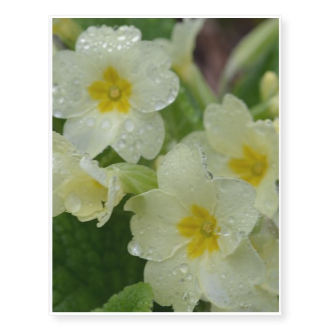 Dew on White and Yellow Primrose Temporary Tattoos (Front)