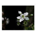 Dewberry