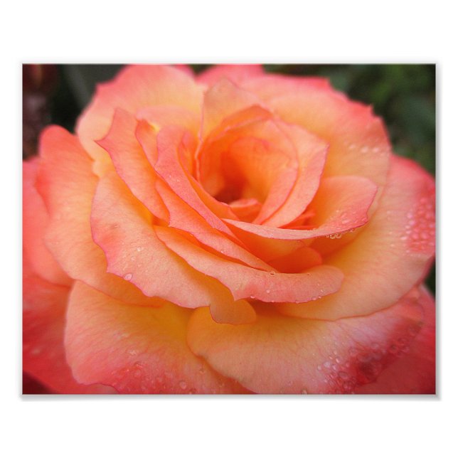 Dewdrop Rose Bloom 10x8 Photo Print (Front)