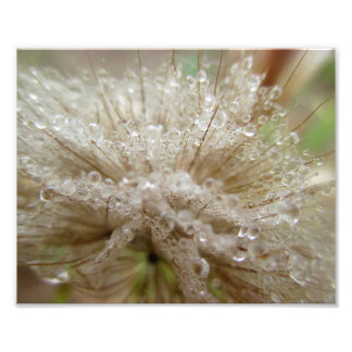Dewdrop Seed Puff 10x8 Photo Print