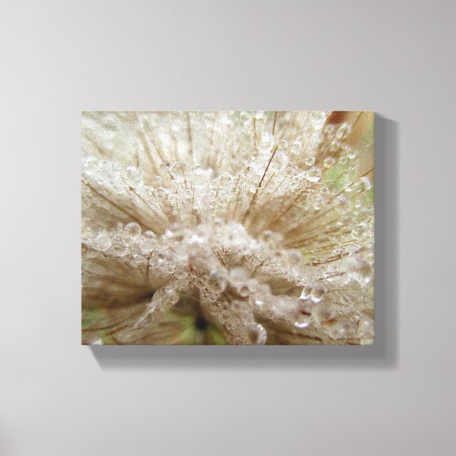 Dewdrop Seed Puff Canvas Print (Front)