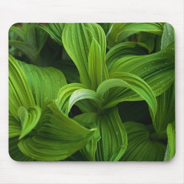 Dewdrops on a False Helabore Mouse Pad (Front)