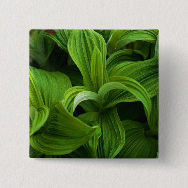 Dewdrops on a False Helabore Pinback Button (Front)