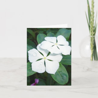 Dewdrops on white card