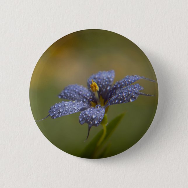 Dewy Blue-Eyed Button (Front)