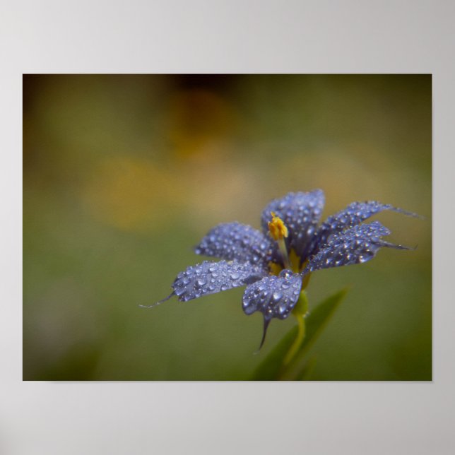 Dewy Blue-Eyed Poster (Front)