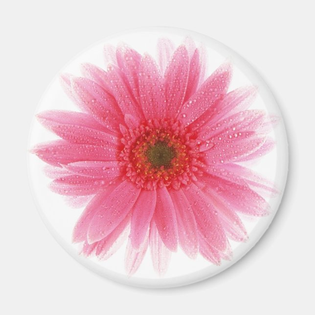 Dewy Pink Gerbera Flower Magnet (Front)