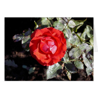 Dewy Rose Cards
