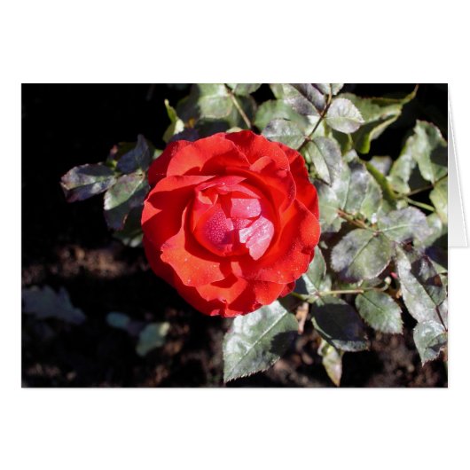 Dewy Rose Cards (Front Horizontal)