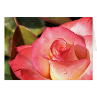 Dewy Rose Cards