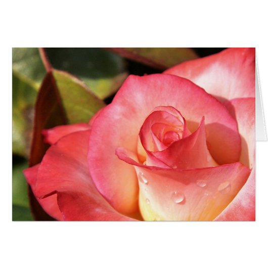 Dewy Rose Cards (Front Horizontal)