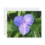 Dewy Trillium Spring Wildflower