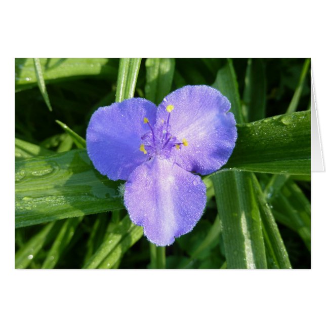 Dewy Trillium Spring Wildflower Cards (Front Horizontal)
