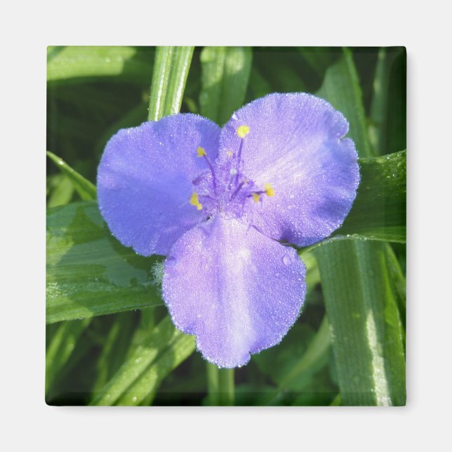 Dewy Trillium Spring Wildflower Magnet (Front)