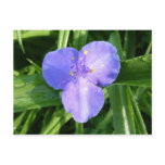 Dewy Trillium Spring Wildflower Postcard
