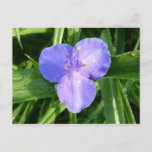 Dewy Trillium Spring Wildflower Postcard