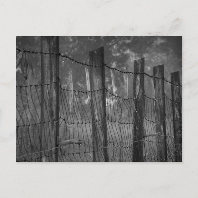 Dewy Webs on Barbed Wire Postcard (Front)