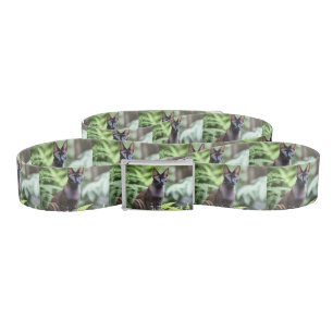 Dexter The Black Siamese Cat,  Belt