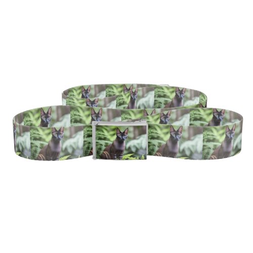 Dexter The Black Siamese Cat  Belt 