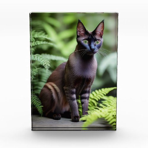 Dexter The Black Siamese Cat Photo Block