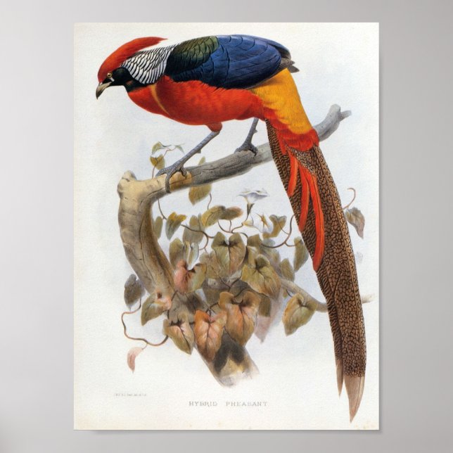 DG Elliot - Hybrid Pheasant Portfolio Poster (Front)