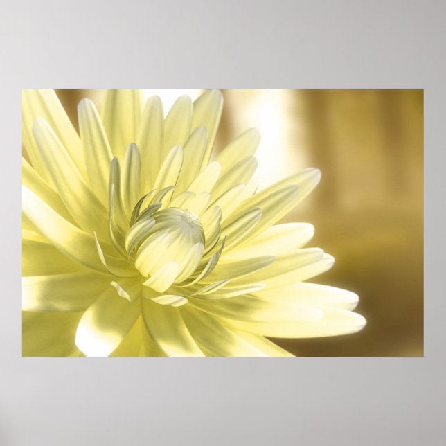 Dhalia Poster (Front)