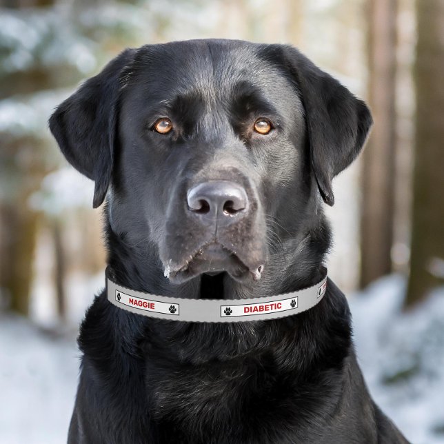 Diabetic Dog Alert Diabetes Warning Red And Gray Pet Collar