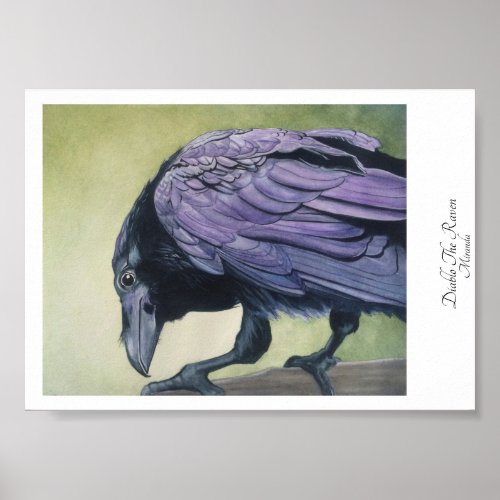 Diablo The Crow Black Raven Art Print Miranda