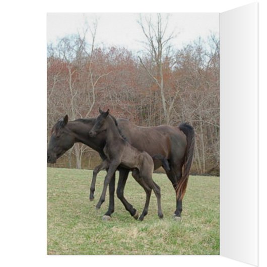 DIADHEM (Inside (Left))