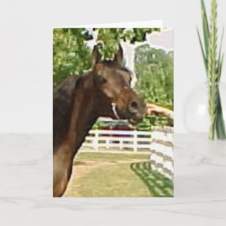 Diadhems Aziza Holiday Card