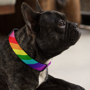 Diagonal Rainbow Stripe Pride Puppy Pet Collar