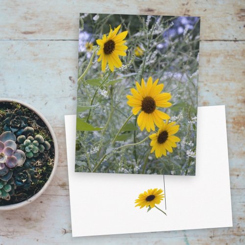 Diagonal Stack Sunflowers Postcard