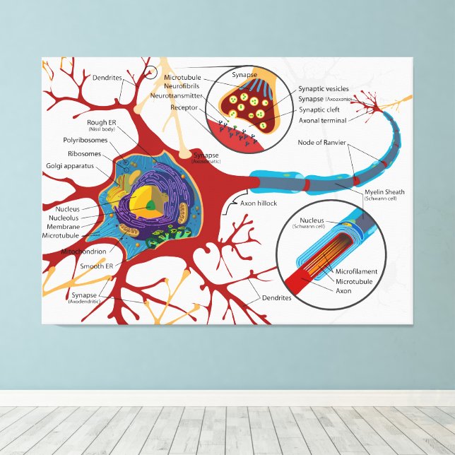 Diagram Complete Neuron Cell Nerve Nervous System  Canvas Print (Insitu(Wood Floor))