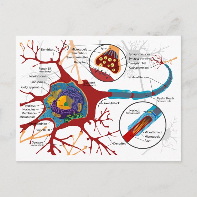 Diagram Complete Neuron Cell Nerve Nervous System  Postcard (Front)