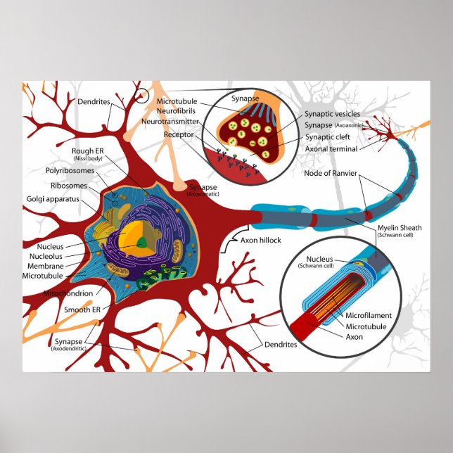 Diagram Complete Neuron Cell Nerve Nervous System  Poster (Front)