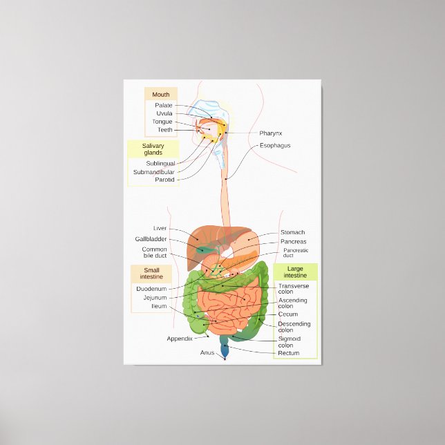Diagram Human Gastrointestinal Digestive system  Canvas Print (Front)