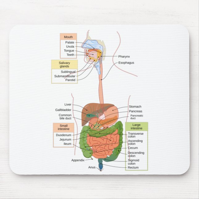 Diagram Human Gastrointestinal Digestive system  Mouse Pad (Front)