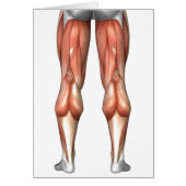 Diagram Illustrating Leg Muscle Groups (Front)