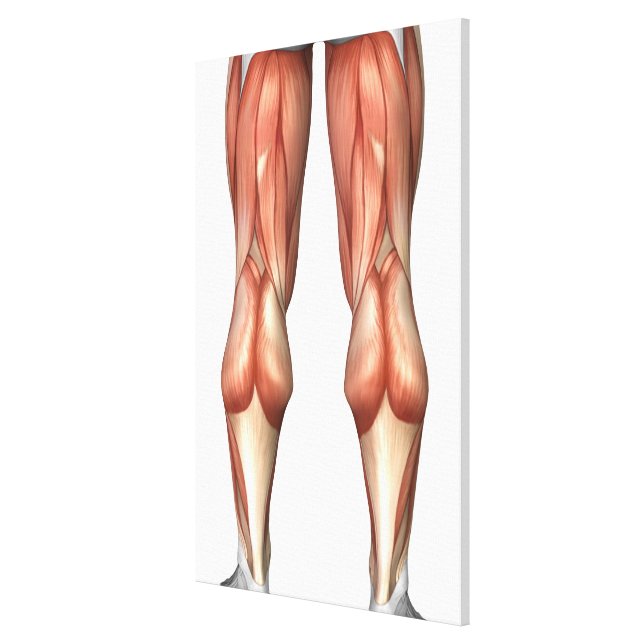 Diagram illustrating muscle groups on back of human legs