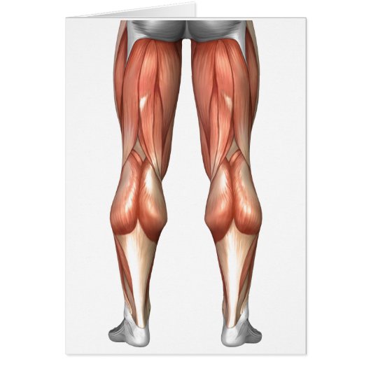 Diagram Illustrating Leg Muscle Groups Cards (Front)