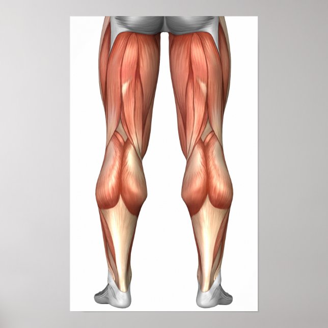 Diagram Illustrating Leg Muscle Groups Poster (Front)