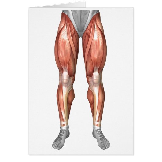Diagram Illustrating Muscle Groups On Leg Front (Front)
